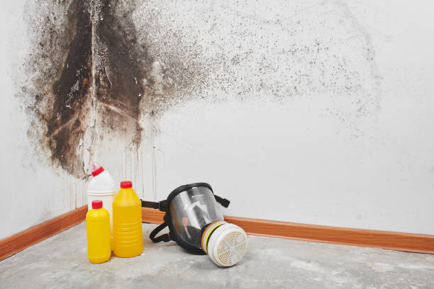  Ferndale, CA Mold Removal Pros