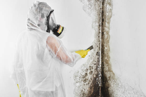 Best HVAC Mold Remediation in Ferndale, CA