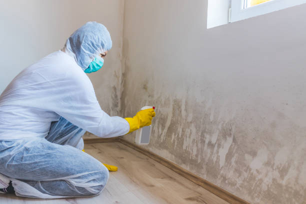 Best Industrial Mold Remediation in Ferndale, CA