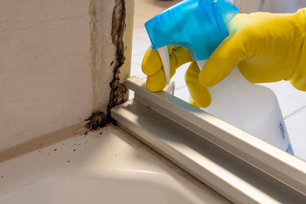 Best Post-Flood Mold Remediation in Ferndale, CA