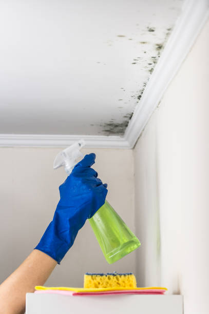Best Post-Remediation Services in Ferndale, CA